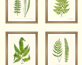 Fern Prints. Botanical Print Set. Any 4 fern prints. Ferns Wall Art. Fern print set. 5x7" 8x10" 11x14"