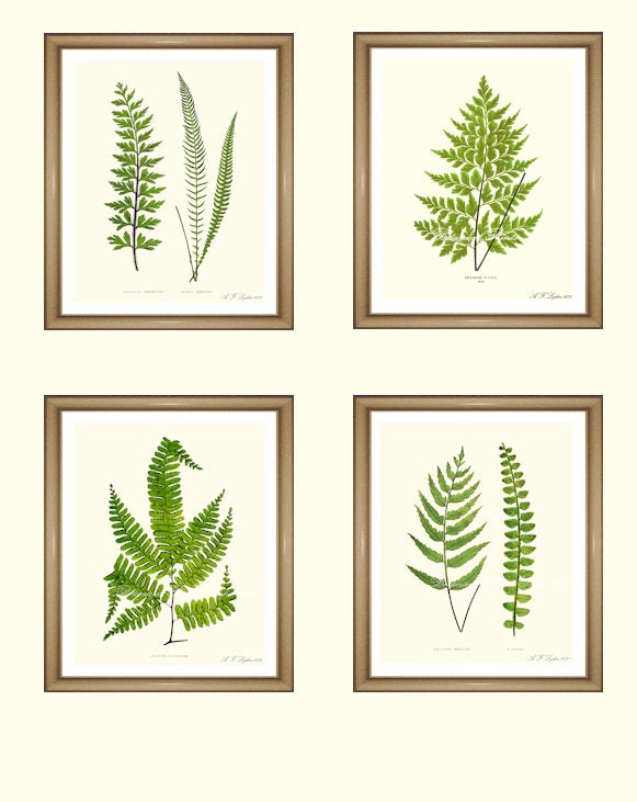 Fern Prints. Botanical Print Set. Any 4 fern prints. Ferns | Etsy