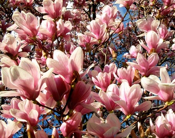 Magnolia Bloom (PHOTO DIGITAL DOWNLOAD) by Mike Kraus - art flowers trees pink white spring beautiful nature plants beauty steel Shanghai