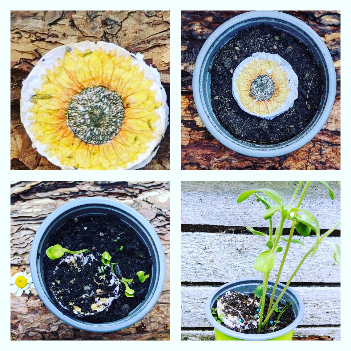 Sunflower Seed Bomb Etsy UK