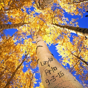 Personalized Wedding Gift Aspen Autumn Carved Names Tree Customized Photo Anniversary Valentines Day Invitation pp64