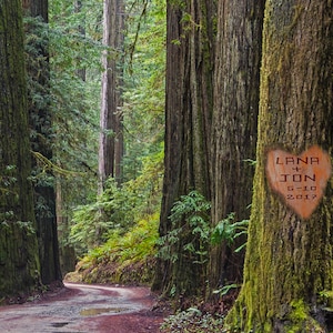 Tree Carved Heart Names Personalized Wedding Gift Redwood Forest Customized Photo Anniversary Valentines Day Romantic pp51