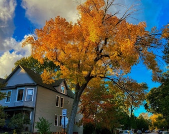 Fall Leaves Tree and Sky, Art Prints, Nature Photography, Seasons, Rustic, Wall art