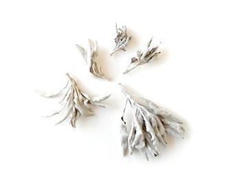 Reiki Charged White Sage Salvia Apiana Wildcrafted in the USA Loose Leaf Dried Broken Pieces 1 oz bag Smudging Sacred Herbs Tea