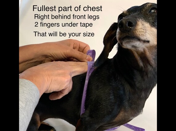 bumble bee dog harness