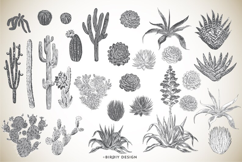 Succulent Clipart Cactus Clip Art Desert Clipart Vintage Botanical Clipart Greenery Clipart Instant Download Commercial Use image 2