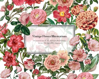 Botanische Illustration - Blumen Clipart - Blumen Clipart - Hochzeit Clipart - Sofort Download - Digitale Clipart - Rosen Clipart