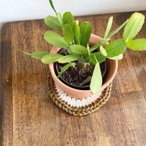 May include: A small green cactus plant in a terracotta pot with a brown and white crocheted coaster.