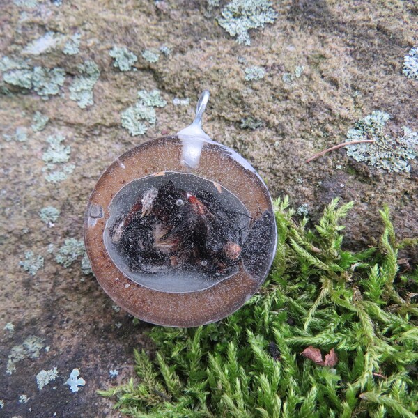 Real Taxidermy Baby Button Quail Bird in Egg Resin Necklace Charm