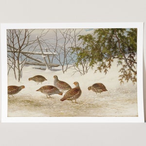Premium Giclée Print of Ferdinand von Wright: Partridges In Snow (1895). Museum Quality Print of Famous Painting