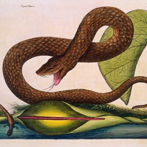 Mark Catesby: Vipera marrone con Arum Lily. Stampa/Poster di Belle Arti. (004753)