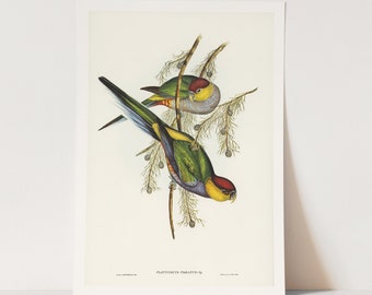 Premium Giclée Print of Red-capped Parakeet. Beautiful Bird Print.