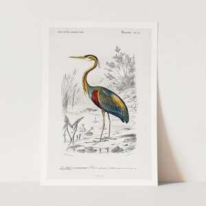 Premium Giclée Print of Purple heron by Charles Dessalines D&#39; Orbigny. Vintage Bird Print.