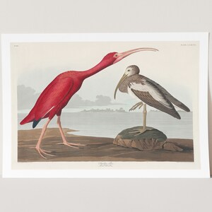 Premium Giclée Print of John James Audubon: Scarlet Ibis from Birds of America (1827). Museum Quality Print of Famous Painting