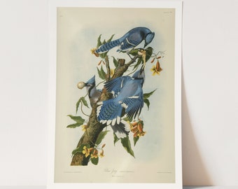 Premium Giclée Print of John James Audubon: Blue Jay. Beautiful Bird Art.
