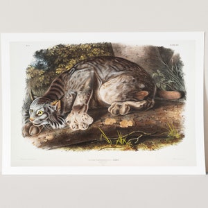 Premium Giclée-tryck av John Audubon: Kanadensisk lo (Lynx Canadensis). Tryck av berömd målning i museikvalitet.