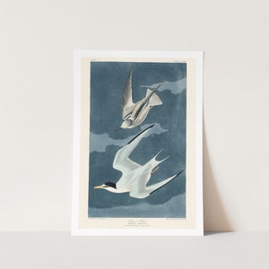 Premium Giclée Print of John James Audubon: Lesser Tern from Birds of America (1827). Museum Quality Print of Famous Painting