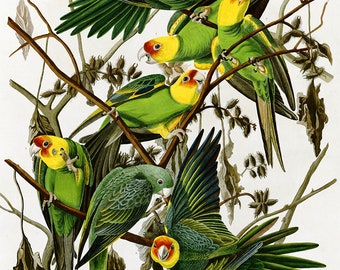 John James Audubon: Carolina Parakeets. Fine Art Print/Poster (5433)