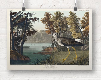 John James Audubon: Yellow Shank from Birds of America (1827). Fine Art Print/Poster