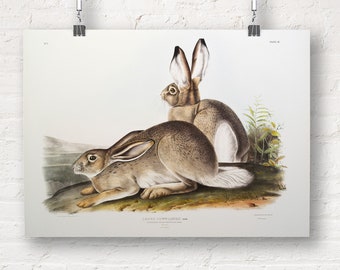 John Audubon: Townsend's Rocky Mountain Hare (Lepus Townsendii) from the Viviparous Quadrupeds of North America (1845) Fine Art Print/Poster