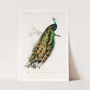 Premium Giclée Print of Indian peafowl illustrated by Charles Dessalines D&#39; Orbigny. Beautiful Bird Print.
