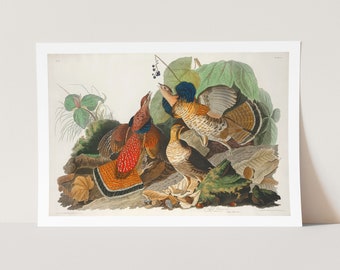 Premium Giclée Print of John James Audubon: Ruffed Grouse from Birds of America (1827). Museum Quality Print of Famous Painting