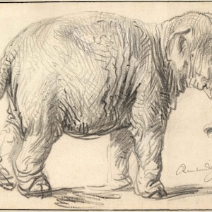 Rembrandt Harmenszoon van Rijn: An Elephant. Fine Art Print/Poster (004405)
