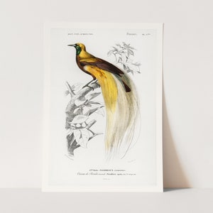 Premium Giclée Print of Paradisaea Apoda illustrated by Charles Dessalines D&#39; Orbigny. Beautiful Bird Print.