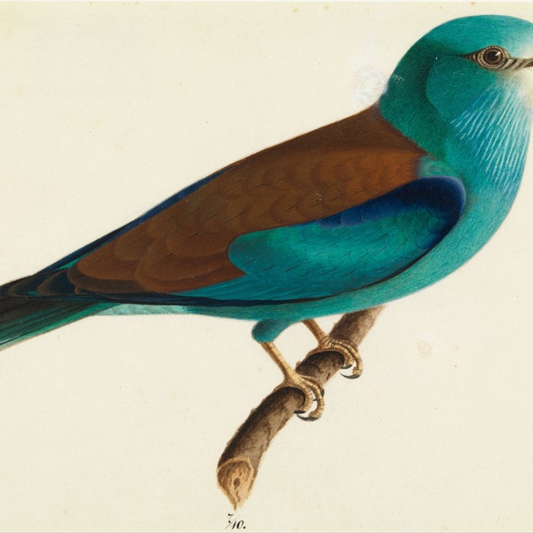 Wilhelm von Wright: The European Roller. Fine Art Print/Poster (0060)