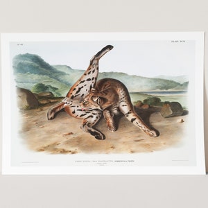 Premium Giclée Print of John Audubon: Texan Lynx (Lynx rufus var. maculatus). Museum Quality Print of Famous Painting