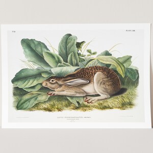 Premium Giclée Print of John Audubon: Black-tailed Hare (Lepus negricaudatus). Museum Quality Print of Famous Painting
