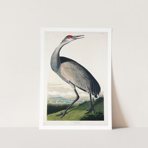 Premium Giclée Druck von John James Audubon: Hooping Crane from Birds of America (1827). Museumsqualität Druck von berühmten Gemälden