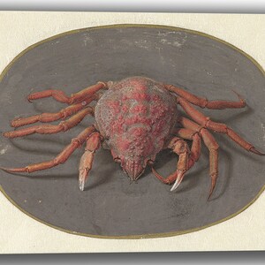 Canvas Art Print of Jan Augustin van der Goes: Crab. Large Size (30 x 20 Inches)