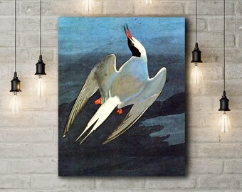 Premium Canvas Art Print of John James Audubon: Arctic Tern