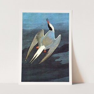 Premium Giclée Print of John James Audubon: Arctic Tern. Beautiful Bird Art.