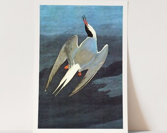 Premium Giclée Print of John James Audubon: Arctic Tern. Beautiful Bird Art.