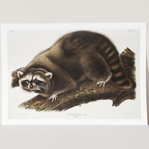 Premium Giclée Print of John Audubon: Raccoon (Procyon Lotor). Museum Quality Print of Famous Painting