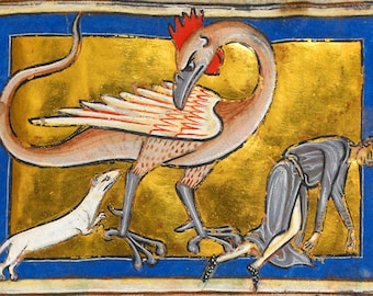 May include: A medieval illustration depicting a mythical creature with a rooster's head, wings, and a long, serpentine tail. The creature is attacking a man who is lying on the ground. A small white animal, possibly a weasel, is also present in the scene.