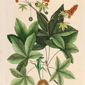Mark Catesby: Liquidamber and Lizard. Fine Art Print/Poster. (004756)