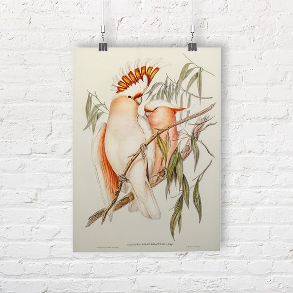 Elizabeth Gould Leadbeater's Cockatoo. Fine Art Etsy