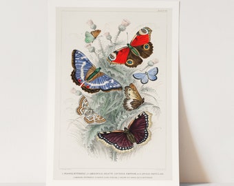 Premium Giclée Print of Butterfly Collection by Oliver Goldsmith. Beautiful Vintage Art.