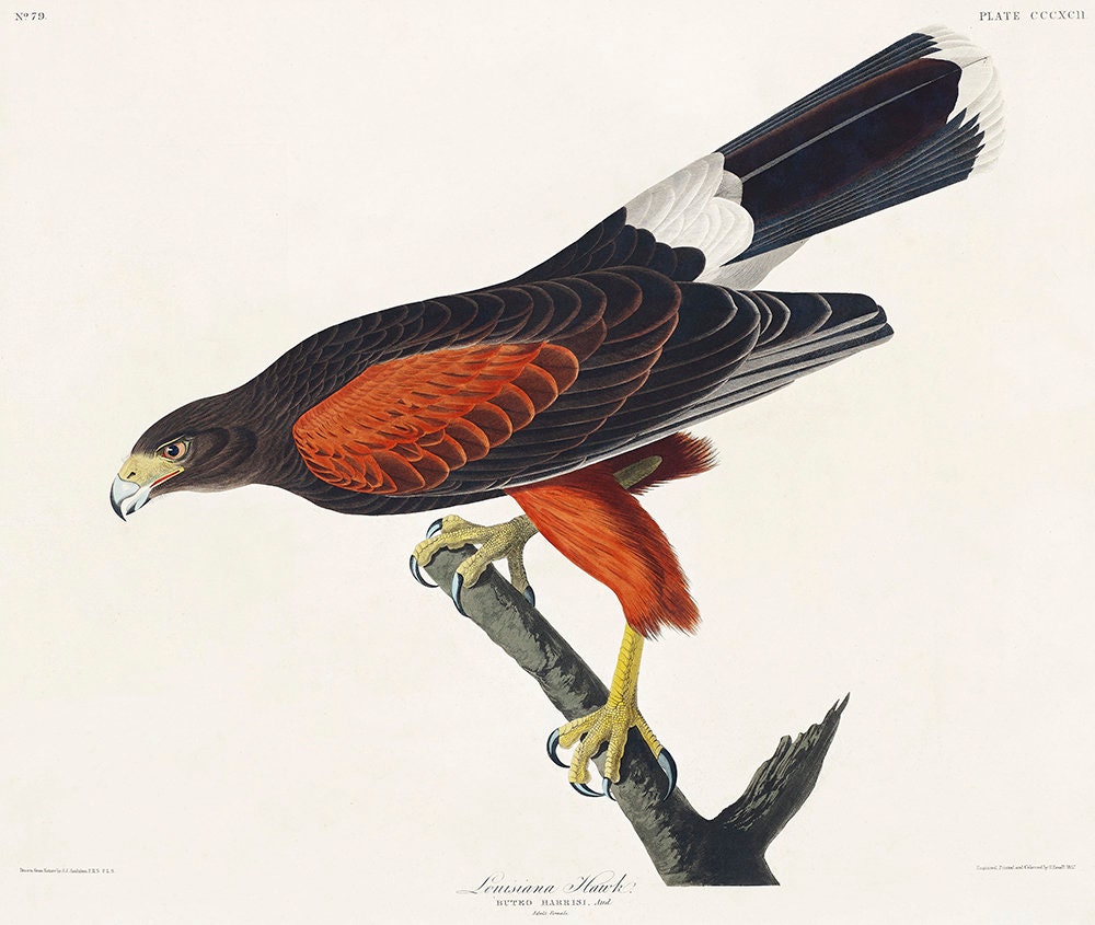 John James Audubon: Louisiana Hawk from Birds of America (1827). Fine Art Print/Poster