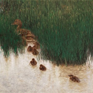 Bruno Liljefors: Duck Family Among Reeds. Fine Art Print/Poster