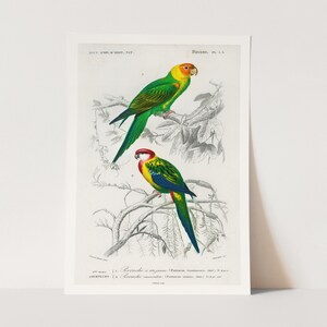 Premium Giclée Print of Birds illustrated by Charles Dessalines D&#39; Orbigny. Vintage Style Print.