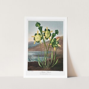 Premium Giclée Print of Robert John Thornton: Pitcher Planter from The Temple of Flora (1807). Museum Quality Print of Famous Painting