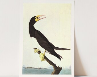 Premium Giclée Print of John James Audubon: Brown Booby. Beautiful Bird Art.