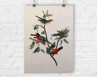 John James Audubon: Painted Finch from Birds of America (1827). Fine Art Print/Poster