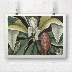 Mark Catesby: Umbrella Tree. Fine Art Print/Poster