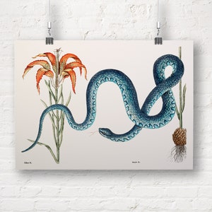 Mark Catesby: Wampum Snake. Fine Art Print/Poster