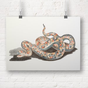 A Snake by Johan Teyler. Fine Art Print/Poster